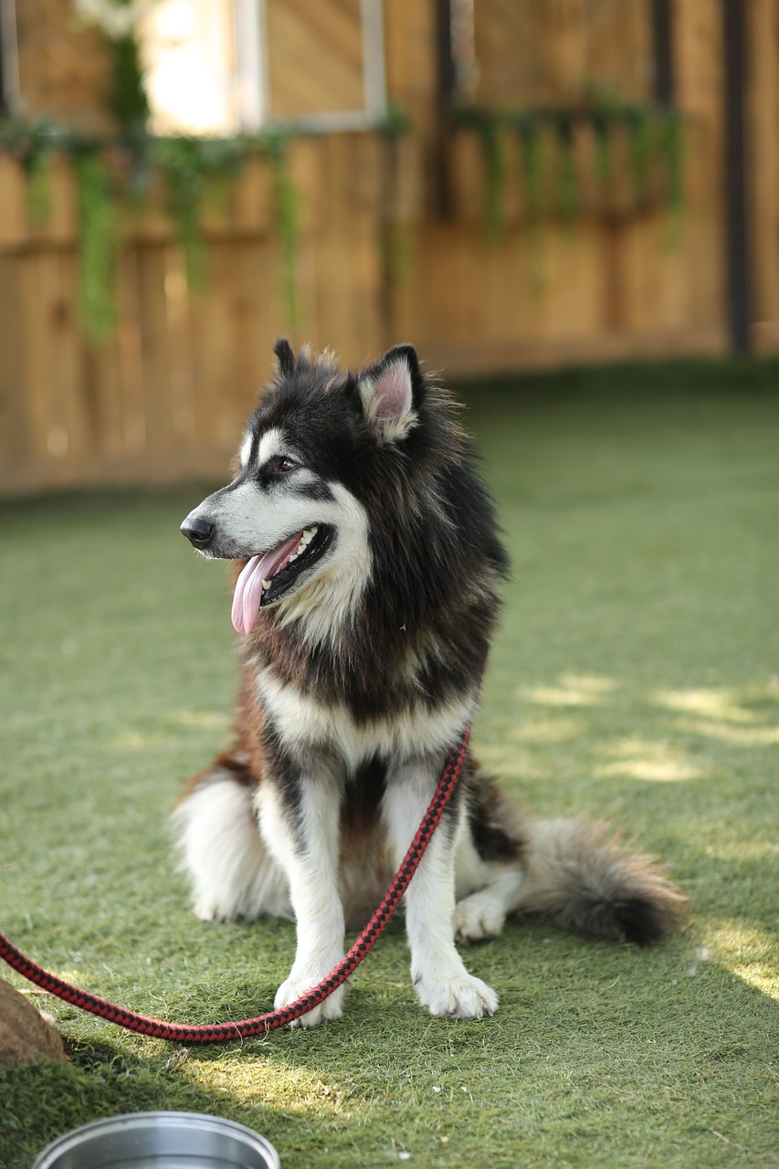 dog, pet, canine-3393970.jpg